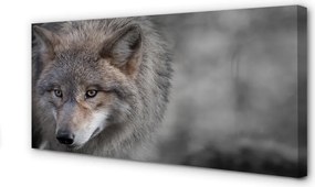 Obraz na płótnie Portret Wilka