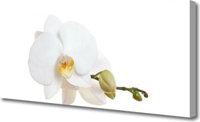 Obraz canvas Subtelny Akcent Botaniczny