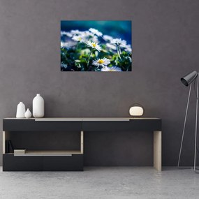 Obraz stokrotek (70x50 cm)