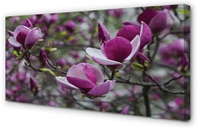 Fotoobraz na płótnie Fioletowa Magnolia