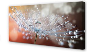 Obraz na płótnie Poranny Detal Dmuchawca