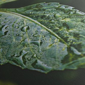 Obraz - krople na liściu (125x70 cm)