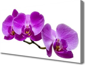 Obraz drukowany na płótnie Kompozycja Świeżych Kwiatów