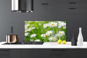 Panel Szklany Skromność Polnej Stokrotki