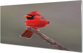 Panel szklany do Kuchni Czerwona Ara w Gęstwinie