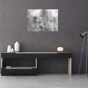 Obraz na szkle - Trawa pampasowa Boho (70x50 cm)
