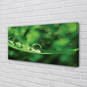 Obraz canvas na ścianę Zbliżenie na Krople Rosy