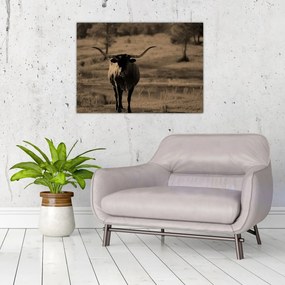 Obraz - Krowa z Teksasu (70x50 cm)