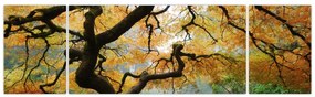 Obraz żółtego klonu japońskiego, Portland, Oregon (170x50 cm)