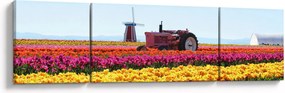 Obraz farmy tulipanów (170x50 cm)