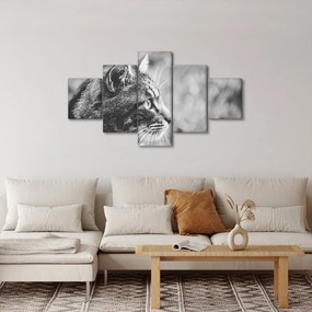 Obraz - Kot (125x70 cm)