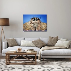 Obraz na szkle szczegółu pająka (70x50 cm)