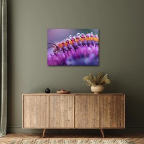 Obraz - Caterpillar (70x50 cm)