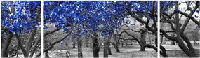 Obraz - Niebieskie drzewa, Central Park, New York (170x50 cm)