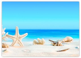 Obraz na szkle - Martwa natura z muszelkami (70x50 cm)