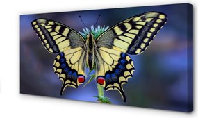 Obraz na płótnie Motyl na Kwiecie w Zbliżeniu