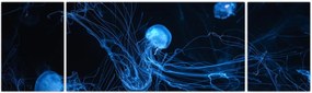 Obraz - Meduza (170x50 cm)