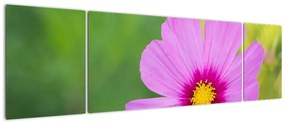 Obraz - polny kwiat (170x50 cm)