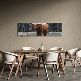 Obraz - Szkocka krowa 2 (170x50 cm)