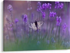 Obraz - Motyl w lawendach (70x50 cm)