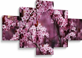 Obraz - Różowa sakura (125x70 cm)