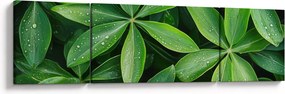 Obraz - Liście z kroplami rosy (170x50 cm)