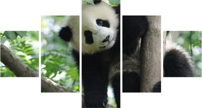 Obraz - Panda na drzewie (125x70 cm)
