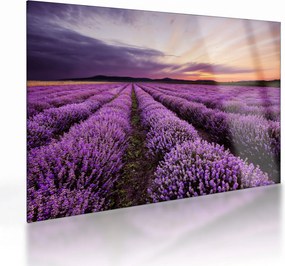 Obraz na szkle - Pole lawendy o zachodzie słońca (70x50 cm)