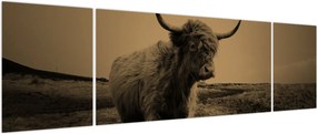 Obraz - Szkocka krowa na wolności (170x50 cm)