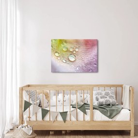 Obraz - Krople rosy (70x50 cm)