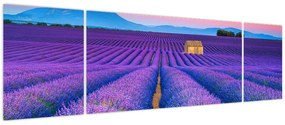 Obraz - Lewndowe pole (170x50 cm)
