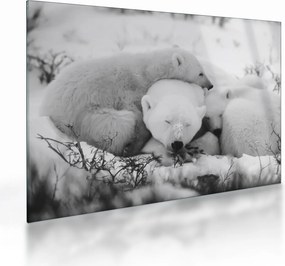 Obraz na szkle - Niedźwiedzie polarne (70x50 cm)