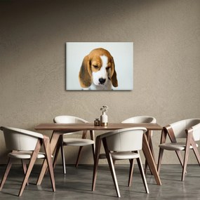 Obraz Beagle (70x50 cm)