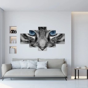 Obraz kota (125x70 cm)