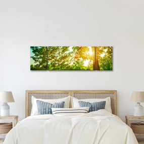 Obraz - Słoneczny Las (170x50 cm)