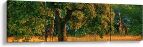 Obraz żyraf w naturze (170x50 cm)