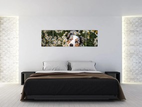 Obraz - Owczarek australijski (170x50 cm)