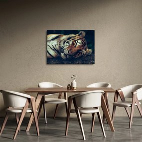 Obraz - tygrys syberyjski (70x50 cm)
