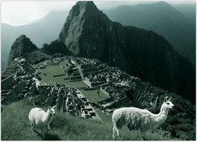 Obraz - Lamy w Machu Picchu w Peru (70x50 cm)