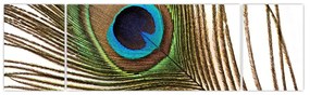 Obraz pawich piór (170x50 cm)