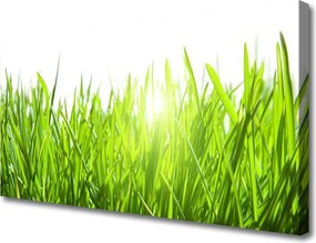 Zdjęcie na płótnie Soczysta Zielona Trawa