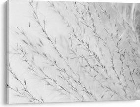 Obraz - Trawa pampasowa N⁰2 (70x50 cm)