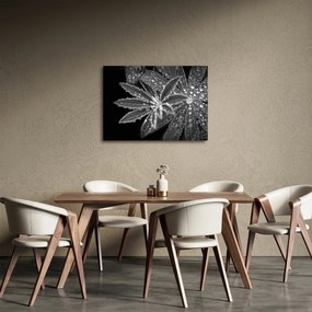 Obraz - Krople (70x50 cm)