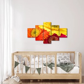 Obraz - Kwiaty Gerbery (125x70 cm)
