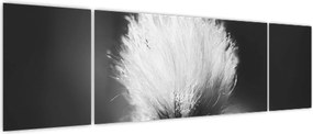 Obraz - Czarno-biała trawa bawełniana (170x50 cm)