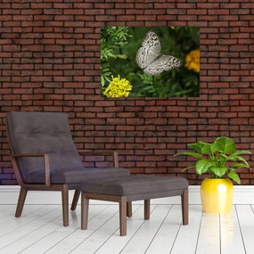 Obraz - biały motyl (70x50 cm)