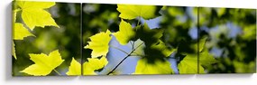 Obraz - liście klonu (170x50 cm)