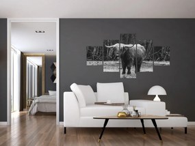 Obraz - Szkocka krowa (125x70 cm)