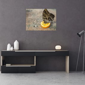 Obraz na szkle - motyl (70x50 cm)