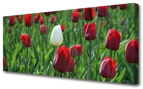 Obraz Canvas Tulipany Kwiaty Natura